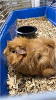 Female Guinea Pig W/ Large Cage