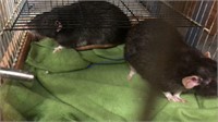 2 Male Rats W/ Cage