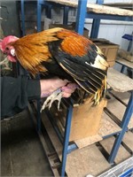 Pure Pheonix Rooster - 1 Yr Old
