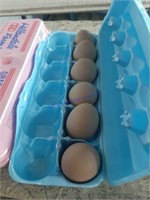 6 Fertile Plymouth Barred Rock Eggs