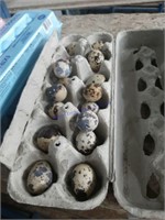 16 Fertile Coturnix Quail Eggs