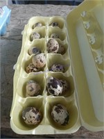 16 Fertile Coturnix Quail Eggs