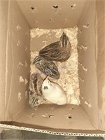 4 Assorted Coturnix Quail Chicks - 10 Wks Old