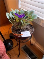 BEAUTIFUL LARGE AFRICAN VIOLET IN STAND