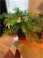 LARGE PALM TREE IN POT