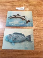 1950's Unique Fish - Fishing Post Cards
