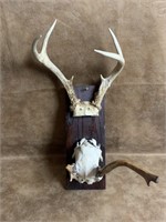 Animal Horn Mount 22" Tall Total