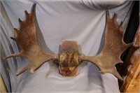 Old set of Moose antlers