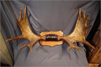 Nicely mounted Moose antlers