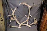 Large set of Caribou antlers