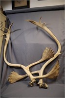Huge non typical Caribou antlers