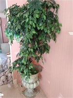 Ficus in Large Planter