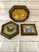 Butterflies in a Shadowboxes