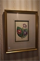 BOTANICAL PRINT J. ANDREWS 22 1/2" W X 26 1/2"