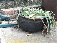 Antique Cast Iron Cauldron Filled w/Plant