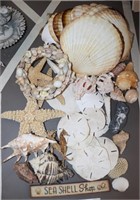 Collection of Real Sea Shells