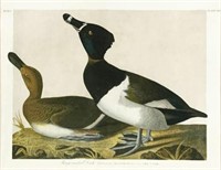Original Audubon Bien Edition Colored Engraving.