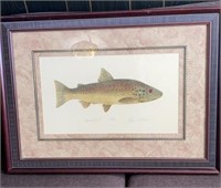 Framed / Matted Brown Trout