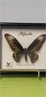 7.5x7 framed butterfly