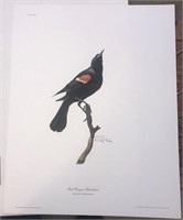 Red-Winged Blackbird   Ray Harm