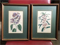 Pair of Plant Prints Framed - Miss Drake