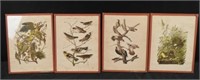 4 Vintage Plate engraving Of Birds