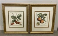 Framed Hand Colored Original Botanical Print