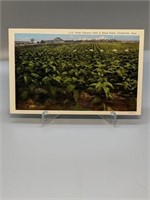Prize Tobacco Field in Black Patch, Clarksville