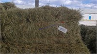 30 1st Alfalfa Grass