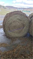 2 Round Bales 2nd Grass Clover Alfalfa Mix
