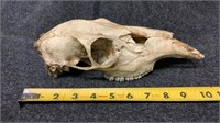 Animal skull 11” long