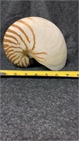 Large beautiful shell no breaks or cracks 7”wide