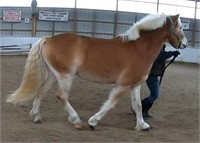 03/12/21 onsite online horse farm auction