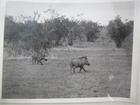 18 photos de Brousse Africaine des années 60's