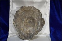 Fossilized Oyster Shell