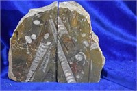 Orthoceras Fossil Book Ends