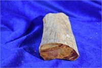 Medium Piece of Petrified Wood