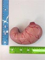 1:2 Scale 2-Part Stomach Model