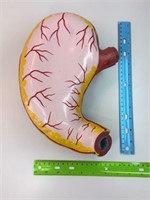 Life Sized Stomach Model 2-Part