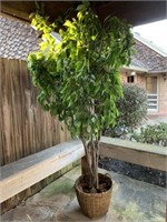 Silk Ficus Tree in Wicker Basket - Nice and Full