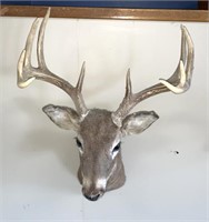 10 point Deer wall mount