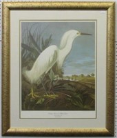 Snowy Heron By John J Audubon