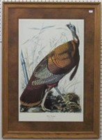 Wild Turkey by John J Audubon
