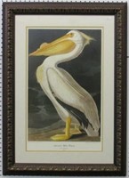 American White Pelican by John J Audubon