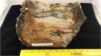 Hubbard Basin Petrified Wood slab