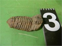 Tribolite Fossil
