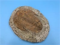 7" Fossil