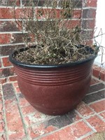 Potted plant / Plastic pottery look planter