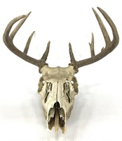 Deer skull mount with 11 point antlers