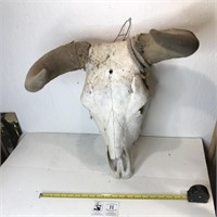 Awesome Old Cow Skull